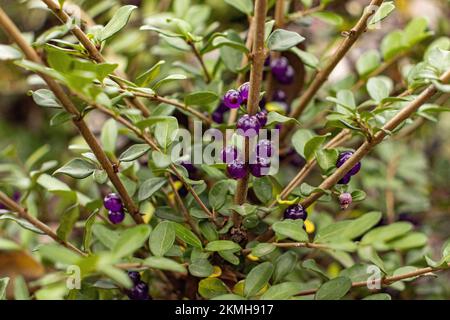 Lonicera pileata with ripe berries in close-up Stock Photo