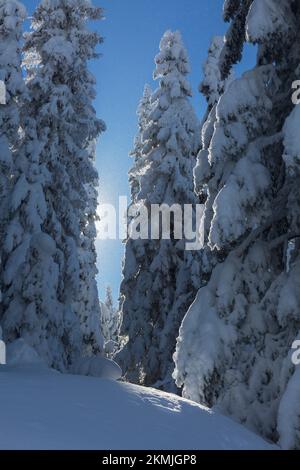 Sun rays break through the spruce dense winter forest against the background of the blue crystal sky, The Carpathian mountains Stock Photo