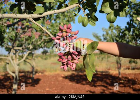 a child or kid reach out to ripened fresh red pistachios nuts on tree branch Stock Photo