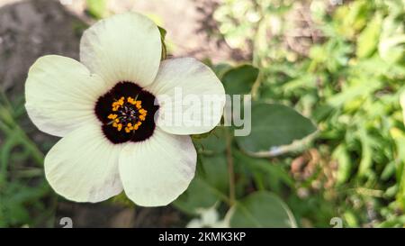 Beautiful white flower of Deccan hemp or Java jute (Hibiscus cannabinus) close up Stock Photo