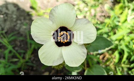 Beautiful white flower of Deccan hemp or Java jute (Hibiscus cannabinus) close up Stock Photo