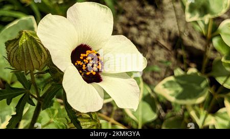 Beautiful white flower of Deccan hemp or Java jute (Hibiscus cannabinus) close up Stock Photo