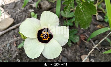 Beautiful white flower of Deccan hemp or Java jute (Hibiscus cannabinus) close up Stock Photo