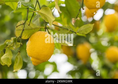 Ripe yellow lemons in water drops after the rain hanging on a branch Stock Photo