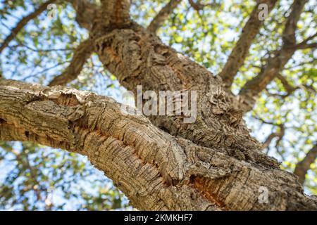 Cork oak wood tree close-up Stock Photo