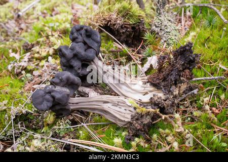 A black elfin saddle mushroom, Helvella vespertina, pushing up through the moss, on a mountain trail, west of Libby, Montana  Common names for this mu Stock Photo