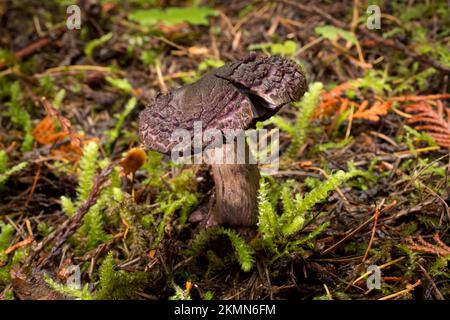 A older violet webcap mushroom, Cortinarius violaceus, found growing along Treemile Creek, in the mountains, west of Troy, Montana.   Common names for Stock Photo