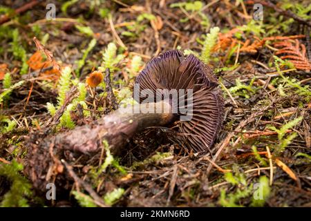 The gills and stem of a violet webcap mushroom, Cortinarius violaceus, found growing along Treemile Creek, in the mountains, west of Troy, Montana. Stock Photo
