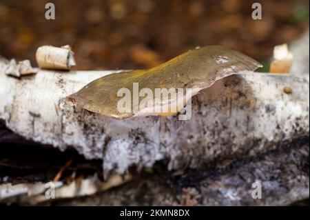 Late Fall Oyster Mushrooms, Sarcomyxa serotina, growing on a red birch log, along Callahan Creek, west of Troy, Montana.  Common names for this mushro Stock Photo