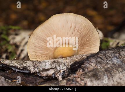 The underside of a Late Fall Oyster Mushrooms, Sarcomyxa serotina, growing on a birch log, along the lower end of Camp Creek, south of Troy, Montana Stock Photo