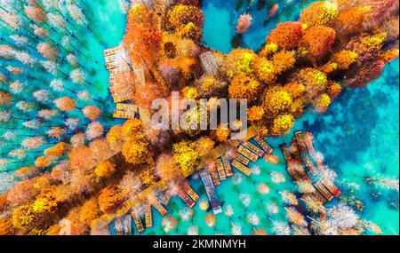 SUQIAN, CHINA - NOVEMBE 25, 2022 - Aerial photo shows the colorful metasequoia forest at Hongze Lake Wetland scenic spot in Suqian, East China's Jiang Stock Photo