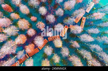 SUQIAN, CHINA - NOVEMBE 25, 2022 - Aerial photo shows the colorful metasequoia forest at Hongze Lake Wetland scenic spot in Suqian, East China's Jiang Stock Photo