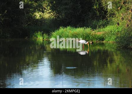 A beautiful scene of a reflected colorful wild Yellow-billed Stork feeding in a pond in South Africa.  Note the multiple Weavers nests in the tree.. Stock Photo