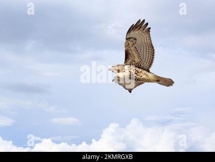 Red-tailed Hawk flying with cloudscape background, Quebec, Canada Stock Photo