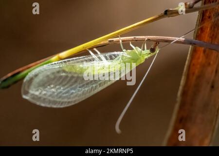A closeup of an adult Green Lacewing (Genus Chrysoperla). Their larvae are beneficial as they feed on aphids. Stock Photo