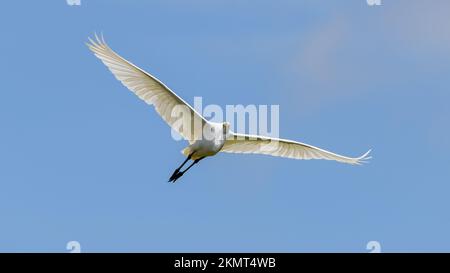 great white egret flying against clear blue skies. Spread wings and glides through. Stock Photo