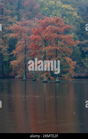 Bald cypress trees (Taxodium distichum) in autumn, Trap Pond State Park, Delaware Stock Photo