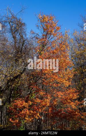 Red maple leaves in autumn, Prospect, Connecticut Stock Photo