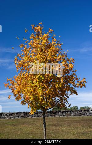 Sugar maple tree in fall, Brandywine Creek State Park, Delaware Stock Photo