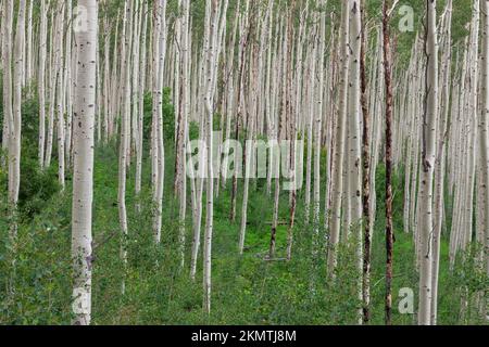 Stand of aspen trees in summer, White River National Forest, Pitkin County, Colorado Stock Photo