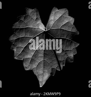 Closeup of a single backlit Muscadine leaf in black and white. Stock Photo