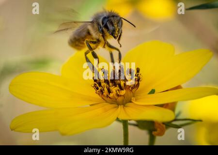 A Western Honeybee (Apis mellifera) coming in for a landing on a yellow flower. Raleigh, North Carolina. Stock Photo