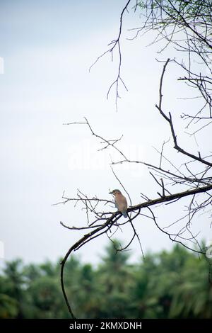 A vertical shot of a little Indian roller bird perching on the leafless branch of the tree Stock Photo