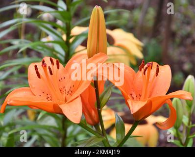 Flower Lily Asian hybrid Tresor orange color after rain in summer garden Stock Photo