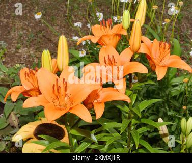 Flower Lily Asian hybrid Tresor orange color after rain in summer garden Stock Photo