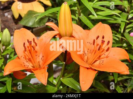 Flower Lily Asian hybrid Tresor orange color after rain in summer garden Stock Photo