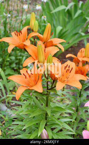 Flower Lily Asian hybrid Tresor orange color after rain in summer garden Stock Photo