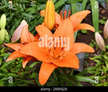 Flower Lily Asian hybrid Tresor orange color after rain in summer garden Stock Photo