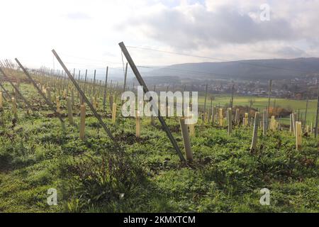 Ende November in einem maschinell bearbeiteten Weinberg in Franken - an den Rebstöcken hängen die Rispen der Trauben und vereinzelt Blätter Stock Photo