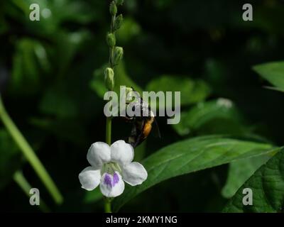 Giant honey bee seeking nectar on white Chinese violet or coromandel or creeping foxglove ( Asystasia gangetica ) blossom in forest with natural green Stock Photo