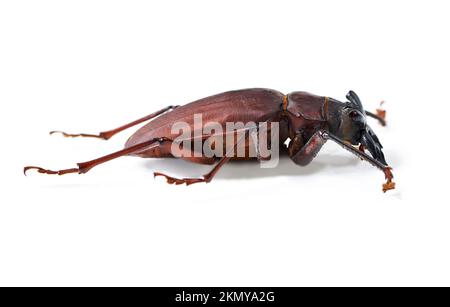 arthropod exoskeleton