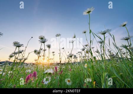 Ccamomile flowers during the sunset. Spring nature scene. Stock Photo