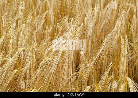 Natures ripe harvest - Wheat. wheat crops blowing in the breeze. Stock Photo