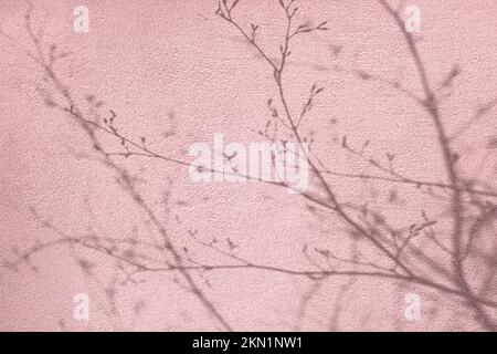 Shadow of tree branches with buds on pink concrete wall Stock Photo