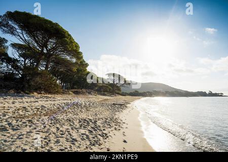 Beach and pines, Plage de Palombaggia, Porto Vecchio, Corse-du-Sud, Corsica, Mediterranean Sea, France, Europe Stock Photo