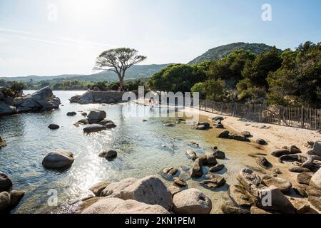 Beach and pines, Plage de Palombaggia, Porto Vecchio, Corse-du-Sud, Corsica, Mediterranean Sea, France, Europe Stock Photo