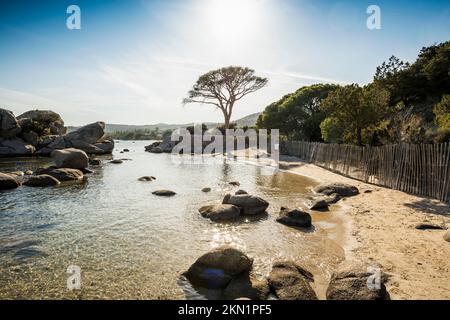 Beach and pines, Plage de Palombaggia, Porto Vecchio, Corse-du-Sud, Corsica, Mediterranean Sea, France, Europe Stock Photo