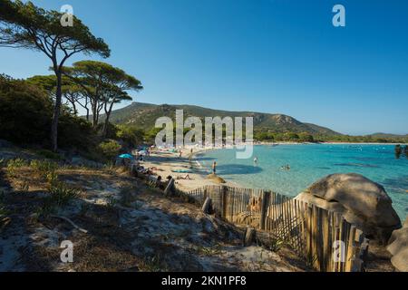 Beach and pines, Plage de Palombaggia, Porto Vecchio, Corse-du-Sud, Corsica, Mediterranean Sea, France, Europe Stock Photo