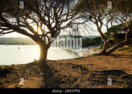 Beach and pines, Plage de Palombaggia, Porto Vecchio, Corse-du-Sud, Corsica, Mediterranean Sea, France, Europe Stock Photo