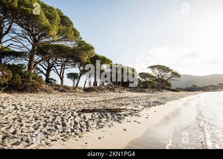 Beach and pines, Plage de Palombaggia, Porto Vecchio, Corse-du-Sud, Corsica, Mediterranean Sea, France, Europe Stock Photo