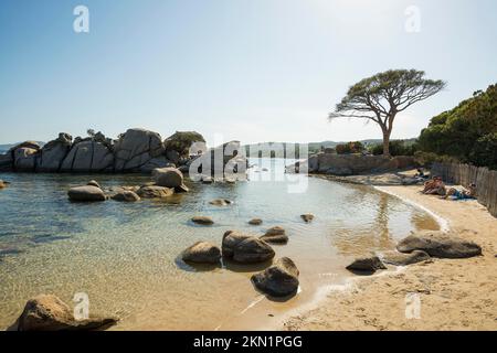 Beach and pines, Plage de Palombaggia, Porto Vecchio, Corse-du-Sud, Corsica, Mediterranean Sea, France, Europe Stock Photo