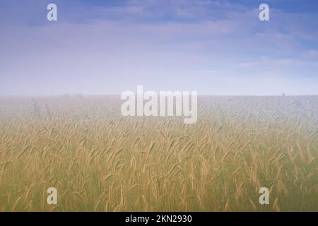 Misty sunrise over the wheatfield. Wheat growing in a misty field. Stock Photo