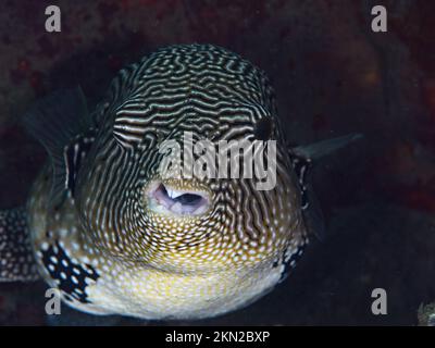 Beautiful pufferfish swimming above healthy coral reef in the Indo Pacific Stock Photo