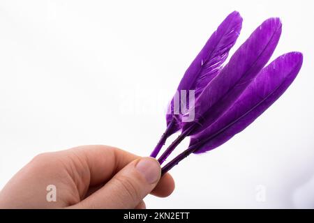 Studio shot bird feathers in hand on white background Stock Photo