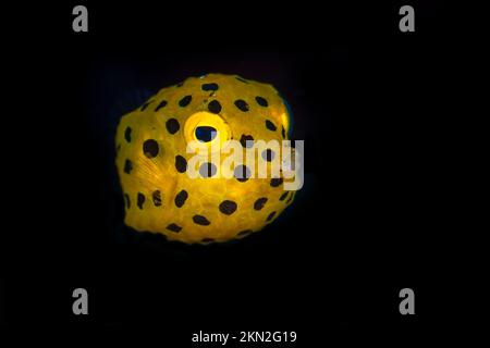 Beautiful pufferfish swimming above healthy coral reef in the Indo Pacific Stock Photo