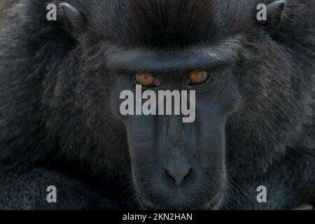 Beautiful black crested macaques in the Tangkoko Stock Photo